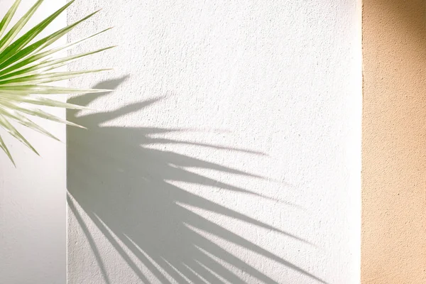 Travellers palm tree leaves cast shadow on an orange textured concrete wall.