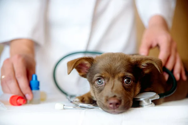 Vrouw dierenarts onderzoekt gezondheid van Spitz hond in kliniek — Stockfoto