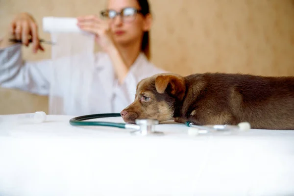 Woman veterinarian examining health of Spitz dog in clinic