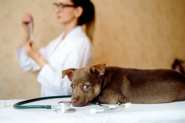 Woman veterinarian examining health of Spitz dog in clinic