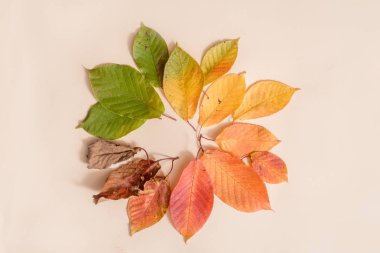 Renkli sonbahar yaprakları yaratıcı düzeni. Düz yatıyordu. Sezon kavramı.