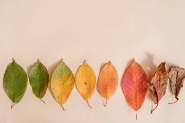 Renkli sonbahar yaprakları yaratıcı düzeni. Düz yatıyordu. Sezon kavramı.