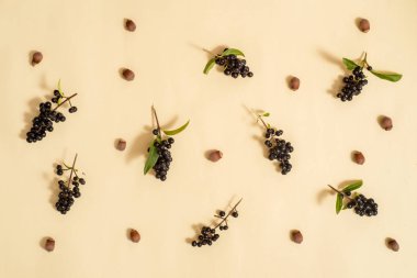 Beyaz arka plan üzerinde izole yeşillik. Altın Sonbahar. Kompozisyon. Üstten görünüm, düz yerde kal, yukarıdan görüntülemek