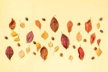 Sonbahar kompozisyonu. Beyaz arka planda sonbahar altın yapraklarından oluşan desen. Düz konum, üst görünüm, kopyalama alanı