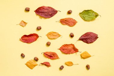 Sonbahar kompozisyonu. Beyaz arka planda sonbahar altın yapraklarından oluşan desen. Düz konum, üst görünüm, kopyalama alanı