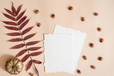 Sonbahar yaprağı kompozisyonu, defter. Kuru parlak yapraklar, fındık. Sarı örülü sıcak bir eşarp, altın bir balkabağı. Samimi sonbahar konsepti. Tebrik kartı. Trend yırtık kağıt. Düz yerde, üst tarafta. Boşluğu kopyala.