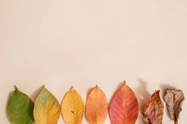 Creative układ kolorowe, jesienne liście. Leżał z płaskim. Koncepcja sezon. — Zdjęcie stockowe