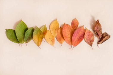 Renkli sonbahar yaprakları yaratıcı düzeni. Düz yatıyordu. Sezon kavramı.