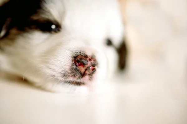 Care Purebred Dog Day Mutts July Pet Close White Little — Stock Photo, Image