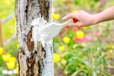 whitewashing of a young apple tree in early spring on a sunny day. protect it from insects and fungal diseases.farmer gardener's hand covers the whitewashed trunk of a young apple tree clipart