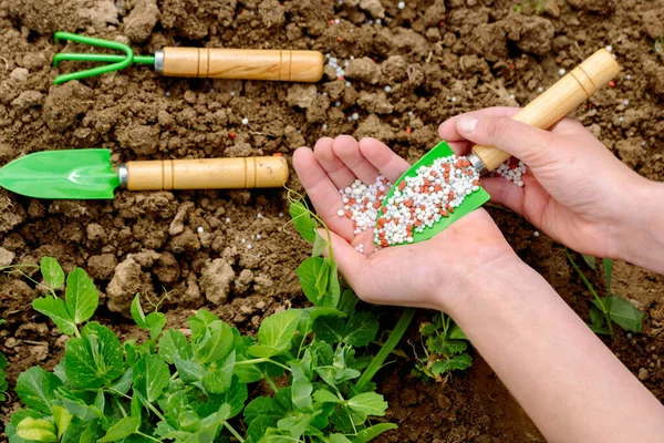 Agricultora Deita Fertilizante Nas Mãos Plantio Alimentação Colheita Fazenda Ervilhas — Fotografia de Stock