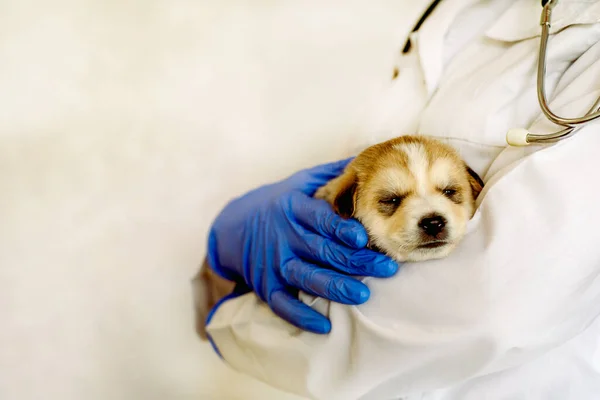 Leuke Witte Puppy Bij Dierenarts Van Een Dokter Onderzoek Van — Stockfoto