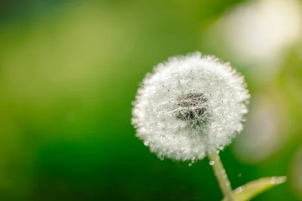 Dandelion Abstract Blurred Bokeh Background Shallow Depth Field Close Design — Stock Photo, Image