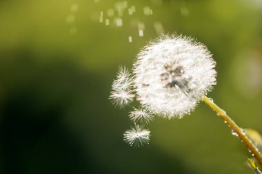 Karahindiba tohumlarının üzerine çiğ taneleri düşer. Güneşli bir yaz gününde. Parktaki alan. Güzel yeşil bulanık bokeh arkaplan.