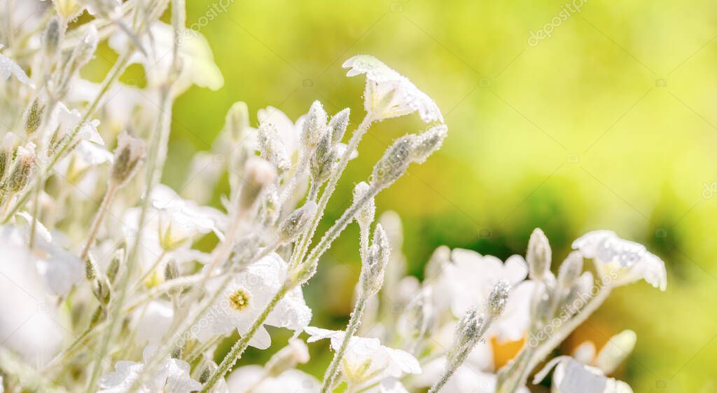 White flowers background.Texture white summer flowers, beautiful summer postcard, nature in the village. wildflowers, field, freshness, dew and rain drops, close-up. gentle green background.