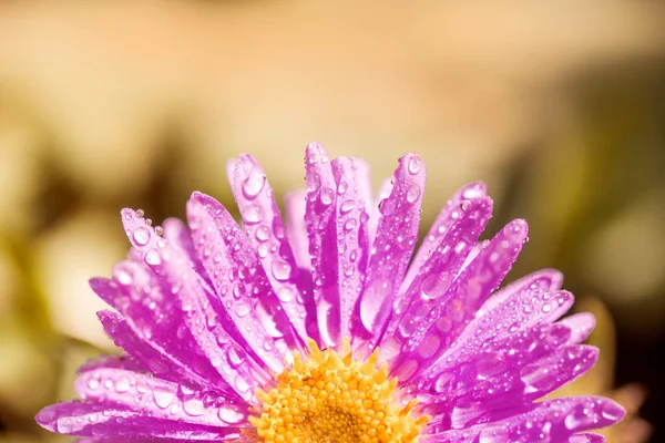 Half a purple flower. petals after the rain. beautiful summer card.Pink purple Gerbera flower with dew drops on background