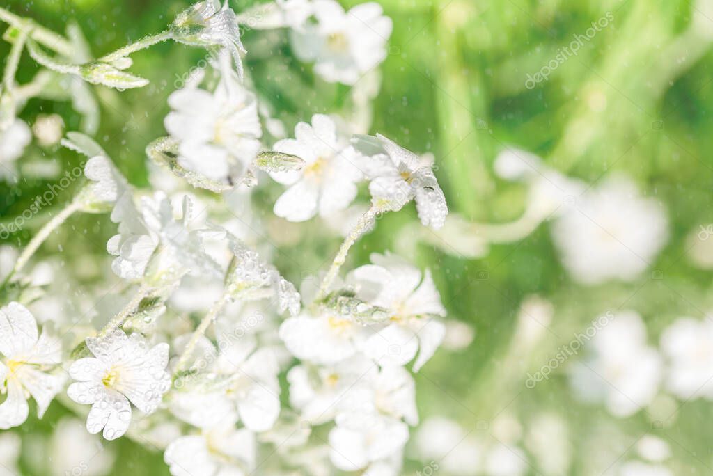 White flowers background.Texture white summer flowers, beautiful summer postcard, nature in the village. wildflowers, field, freshness, dew and rain drops, close-up. gentle green background.