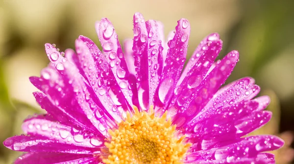 Half a purple flower. petals after the rain. beautiful summer card.Pink purple Gerbera flower with dew drops on background