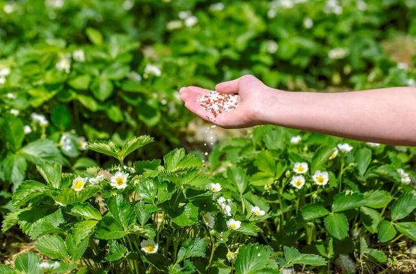 Agricultor Dando Fertilizante Granulado Las Plantas Jóvenes Fresa Fertilizar Mano — Foto de Stock