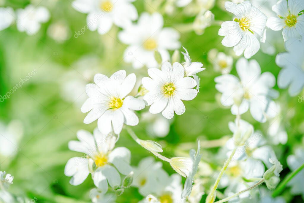 nature in the village. White flowers background.Texture white summer flowers. wildflowers field, freshness, dew and rain drops, close-up. gentle green background. selective focus.