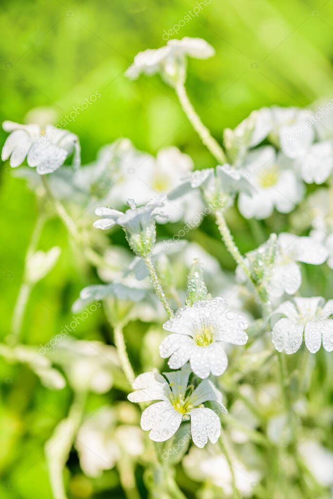 White flowers background.Texture white summer flowers, beautiful summer postcard, nature in the village. wildflowers, field, freshness, dew and rain drops, close-up. gentle green vertical background.