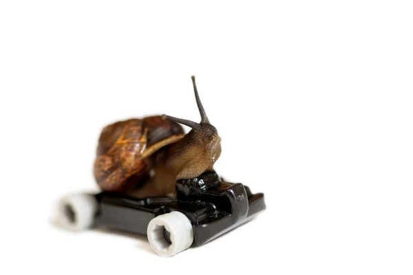 Kinderwagen Tijd Snelheid Haast Succes Concept Snelle Snail Car Racer — Stockfoto