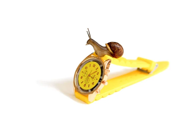 黄色の腕時計とカタツムリは白に隔離されます 時計の針 時間の概念 待って 時間管理 コピースペース — ストック写真