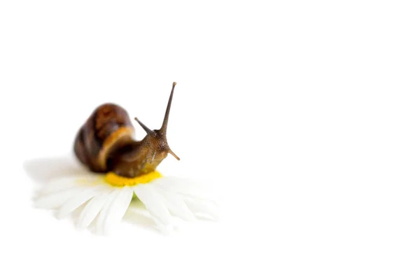 花にカタツムリ カモミールは白で隔離されます スパのコンセプト — ストック写真