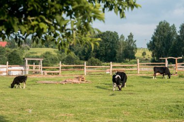 Parlak ve güneşli bir günde çimenli bir tarlada siyah ve beyaz inekler ormanın, ekolojinin ve doğanın arka planındaki ahşap bir çitin yanında.