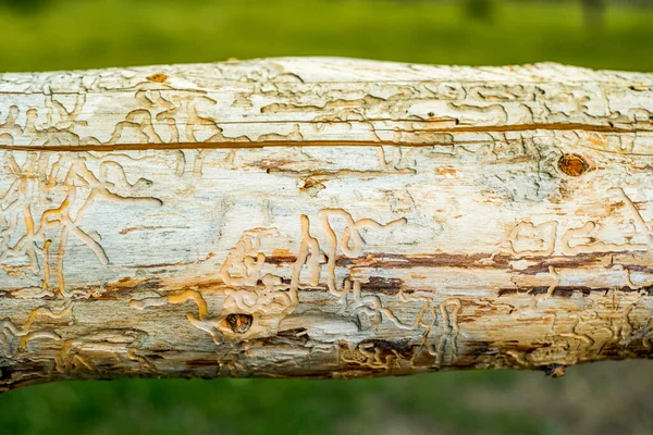 Skogsskadedjur, sjukt träd. Makro textur.gran tall bark skalbagge tunnlar infektion bark närbild — Stockfoto