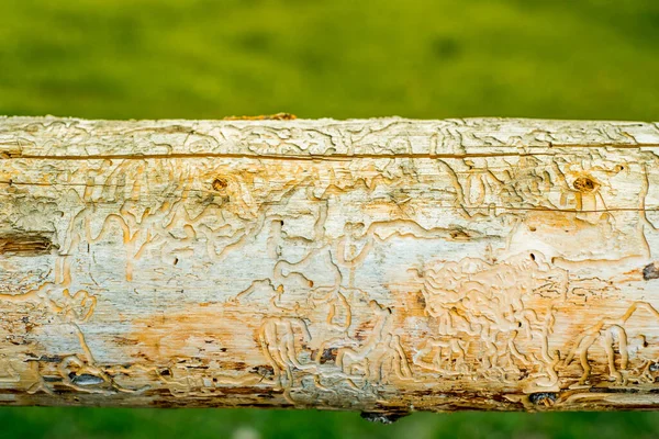 Skogsskadedjur, sjukt träd. Makro textur.gran tall bark skalbagge tunnlar infektion bark närbild — Stockfoto