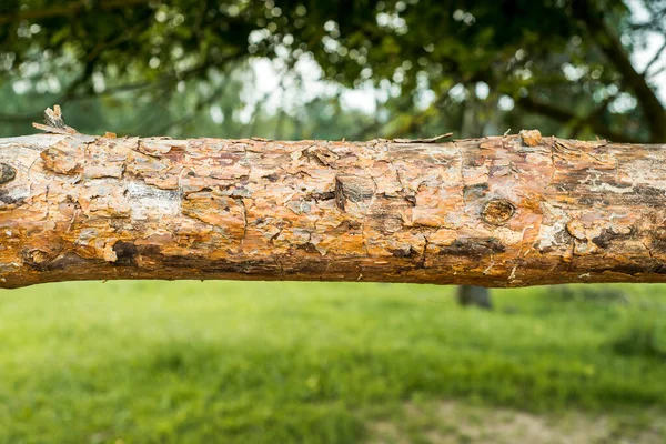 Trädbark. Horisontell trädstam i skogen. stängselstockar, struktur — Stockfoto