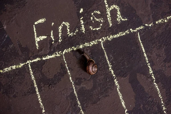 Speed, victory in sport. finish of racing snails — Stock Photo, Image