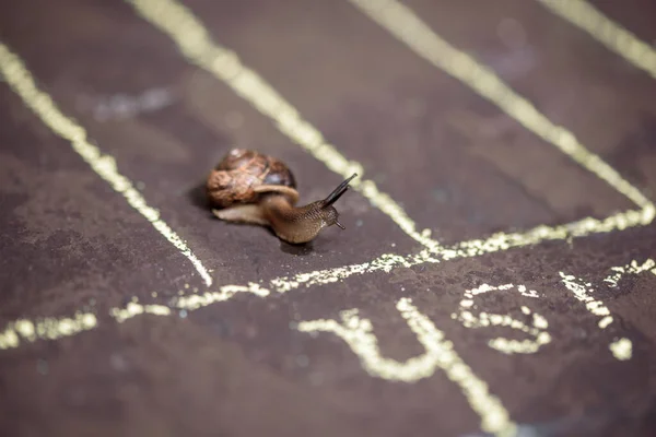 Speed, victory in sport. finish of racing snails — Stock Photo, Image