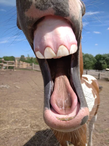 人間の感覚を持つ馬 馬の隣人 少し陽気な敵 良い歯 — ストック写真