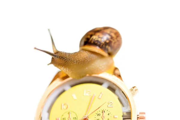 黄色の腕時計とカタツムリは白に隔離されます。時計の針。時間の概念、遅い、待って、時間管理。コピースペース. — ストック写真