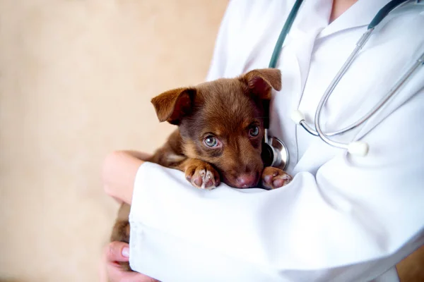 Dierenarts Onderzoekt Een Pup Het Ziekenhuis — Stockfoto