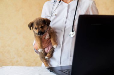Bir veterinerle çevrimiçi istişare. Veteriner doktor elinde köpek yavrusu tutuyor.