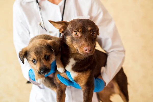 Two cute dogs at vet clinic.Outbred mongrel and ginger puppy. Veterinarian examination