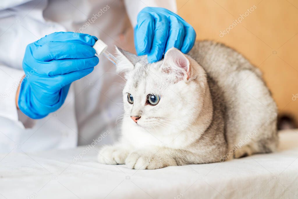 examination of a cat by a veterinarian in a vet clinic.Scottish chinchilla straight
