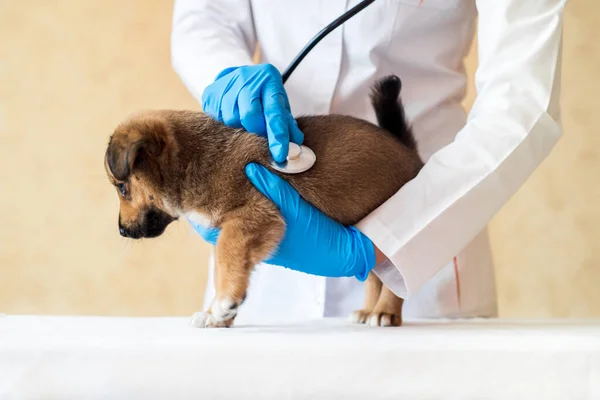 Vrouwelijke Dierenarts Houden Schattig Puppy Het Ziekenhuis — Stockfoto