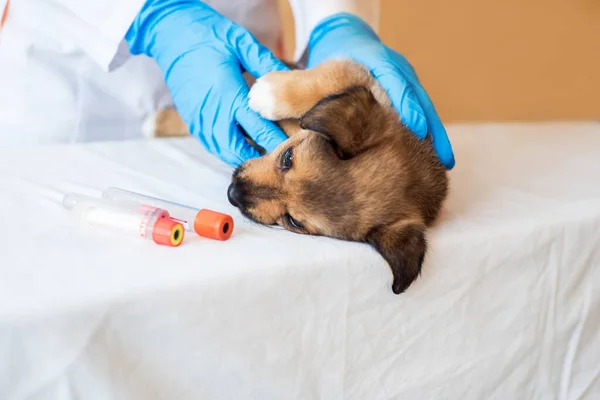 Vrouwelijke Dierenarts Houden Schattig Puppy Het Ziekenhuis — Stockfoto