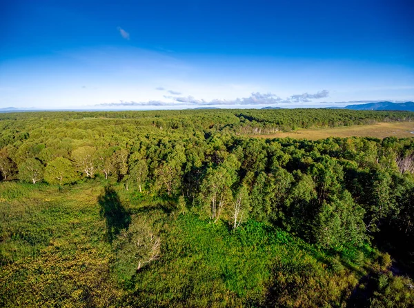 Aerial forest panoramic view at golden hour