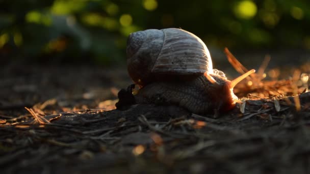 Erdőben Sunset Csiga — Stock videók