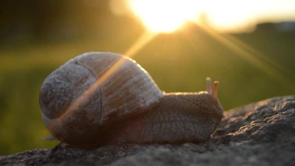 Snail Stone Rays Setting Sun Presses Horns — Stock Video