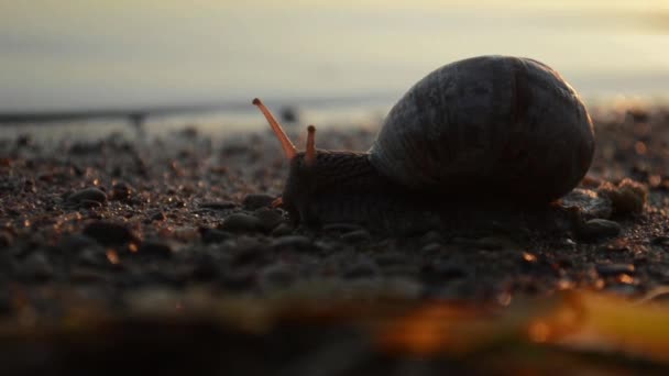 Slak Kruipen Het Strand Ondergaande Zon Branding Het Zand Strand — Stockvideo