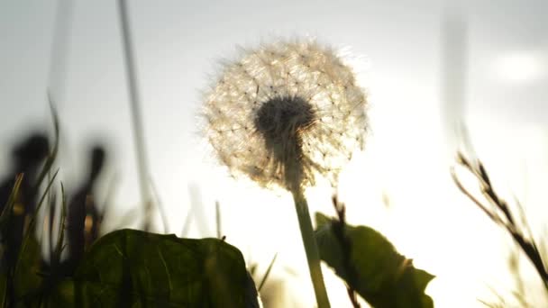 Diente León Fondo Del Sol Noche Gente Pasa Por — Vídeos de Stock