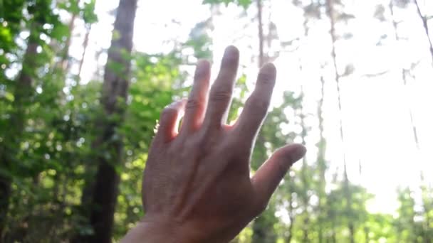 Solens Strålar Genom Fingrarna Handen — Stockvideo