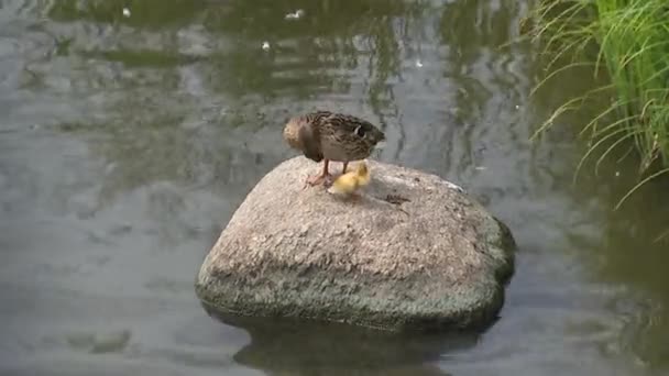 Pato Com Pequeno Patinho Amarelo Sobre Uma Pedra — Vídeo de Stock
