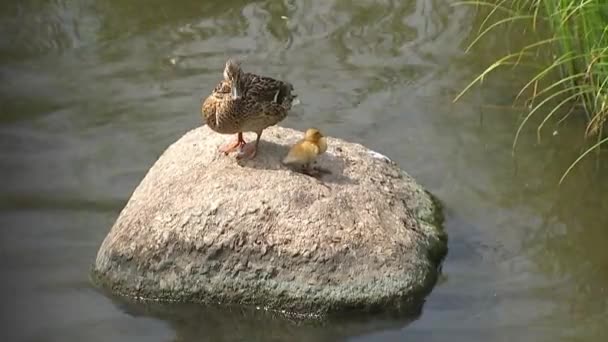 Ente Mit Einem Kleinen Gelben Entlein Das Vom Stein Springt — Stockvideo